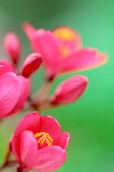 Hermosas flores sobre fondo verde —  Fotos de Stock