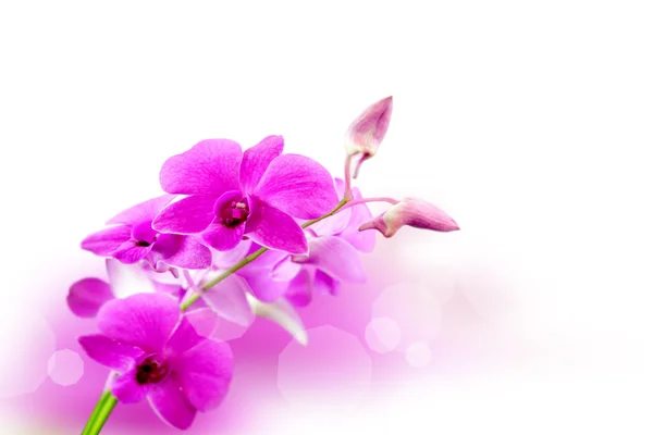 Fundo de flores de orquídea — Fotografia de Stock
