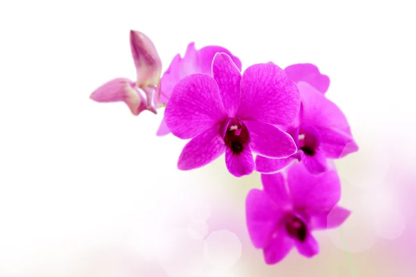 Orquídea flores cena fundo — Fotografia de Stock