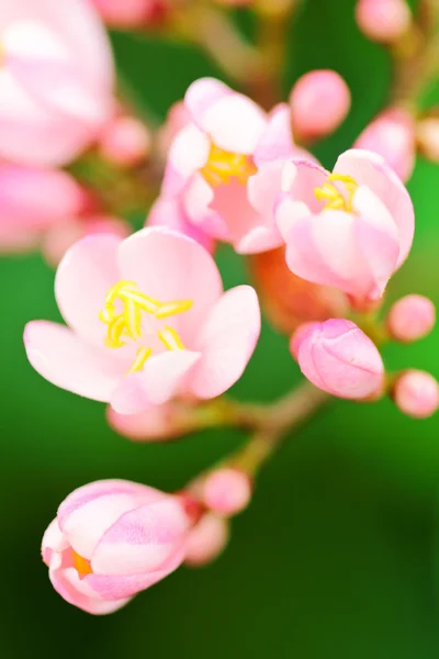 開花の背景とピンクの花 — ストック写真