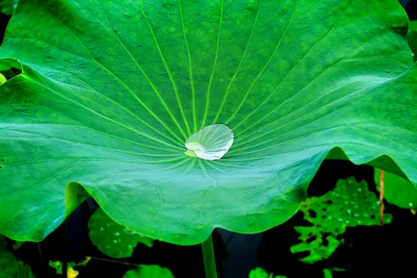 Vackra gröna blad — Stockfoto