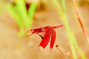 Kırmızı yusufçuk