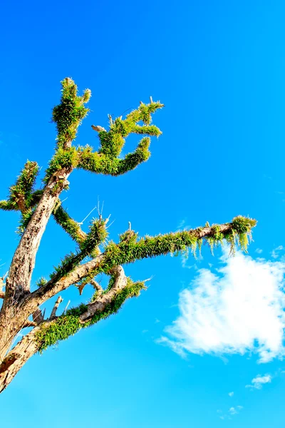 树和蕨类植物 — 图库照片