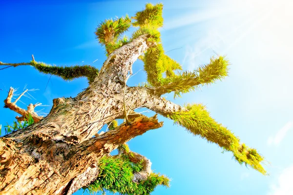 Prachtige boom met zonlicht achtergrond — Stockfoto