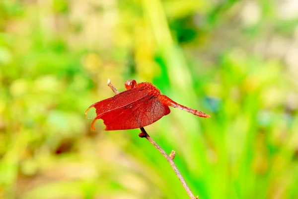 Röd trollslända — Stockfoto