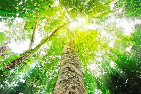 Tapa de luz solar de árboles maduros —  Fotos de Stock