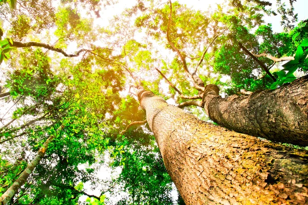 Grote bomen in het bos — Stockfoto