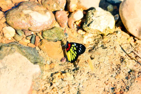 Petit papillon sur pierre — Photo