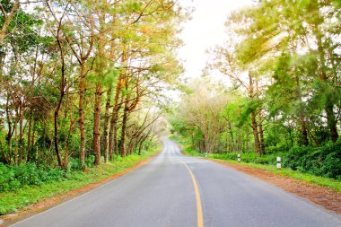 yol ve orman