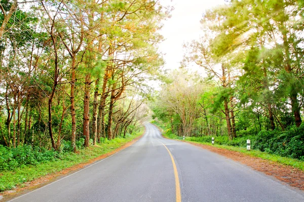 Straße und Wald — Stockfoto