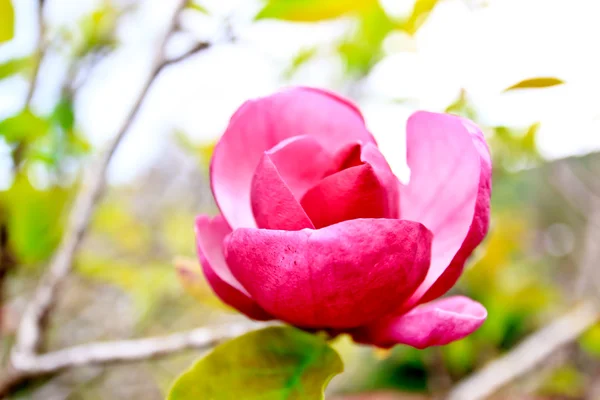 Flor de magnólia — Fotografia de Stock