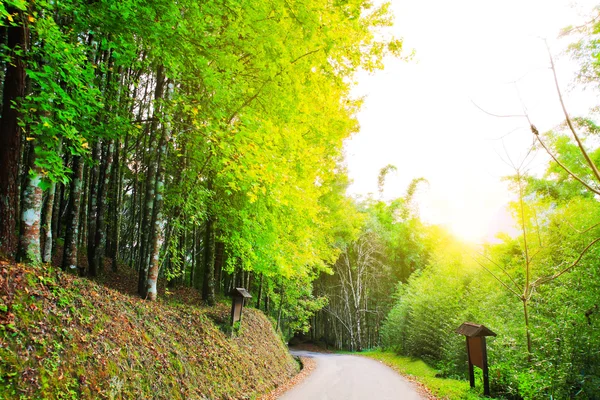 Lönn park — Stockfoto