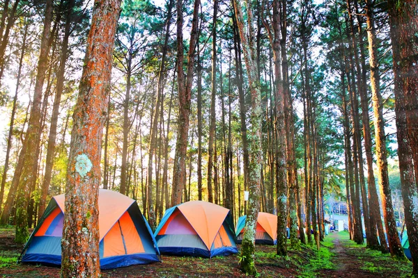 Bosque de pino — Foto de Stock