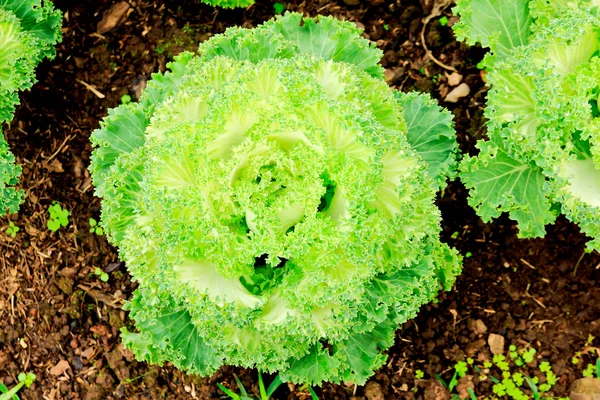 Green cabbage plants — Zdjęcie stockowe