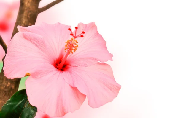 핑크 히 비 스커 스 꽃 — 스톡 사진