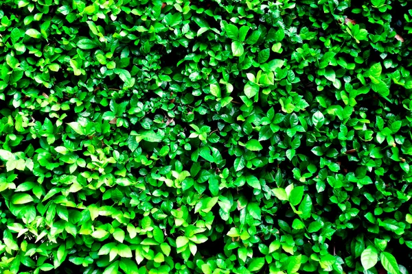 Parede de folha verde — Fotografia de Stock