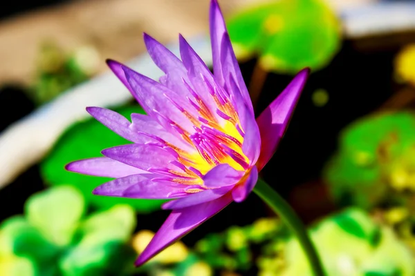 Mor lotus — Stok fotoğraf