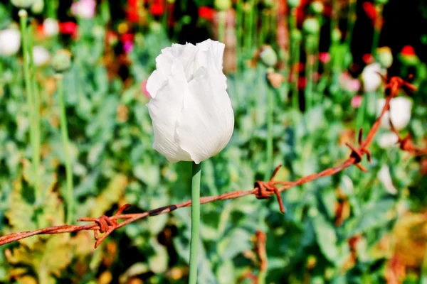 Opium blomma — Stockfoto