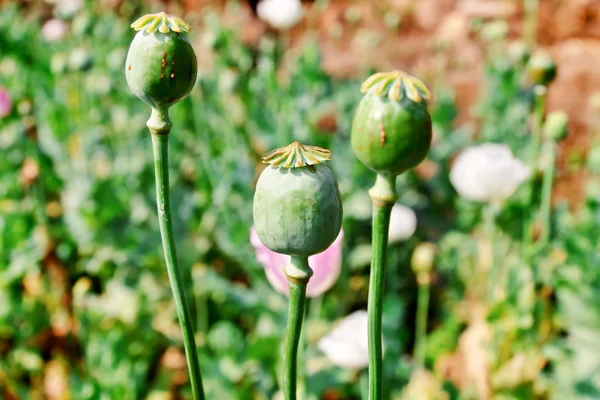 Semillas de opio —  Fotos de Stock