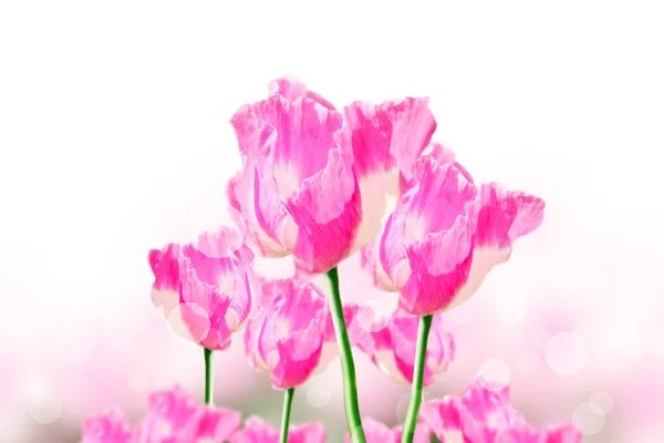 Pink opium flower — Stock Photo, Image