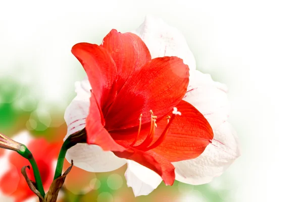 Amaryllis röd blomma — Stockfoto