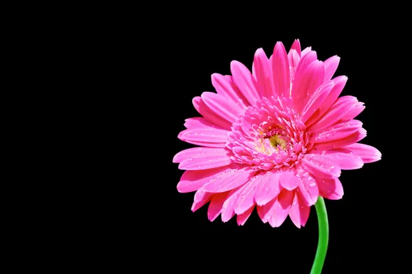 Gerbera blomma — Stockfoto