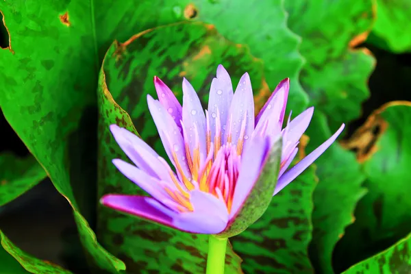 Fraîcheur lotus violet — Photo