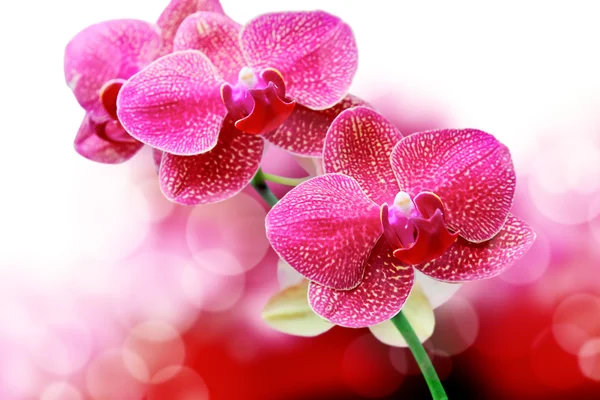 Orkidéer blomma — Stockfoto