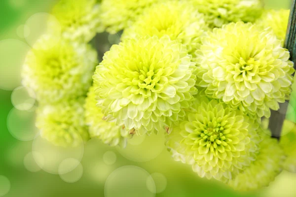 Gröna blommor — Stockfoto