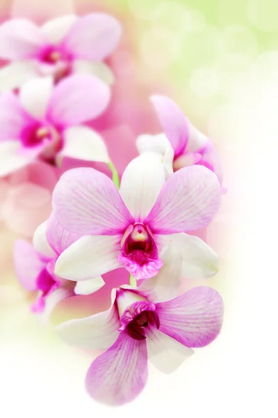 Rosa orkidéer blomma — Stockfoto