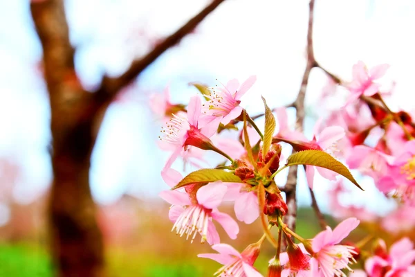 Wild Himalayan Cherry — Stock Photo, Image