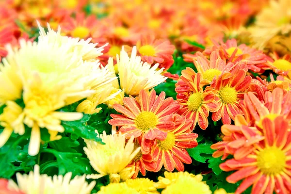 Chrysanthemen und Gänseblümchen — Stockfoto