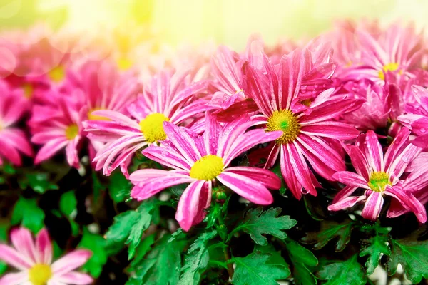 Rosa Chrysanthemenart — Stockfoto