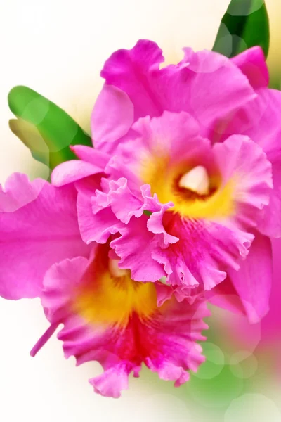 Phalaenopsis hybrid — Stock Photo, Image