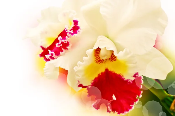 Phalaenopsis hybrid — Stock Photo, Image