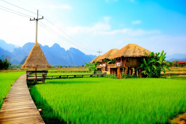 Campo de arroz — Foto de Stock