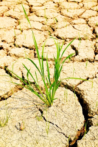 Terra siccità, Paesaggio naturale — Foto Stock