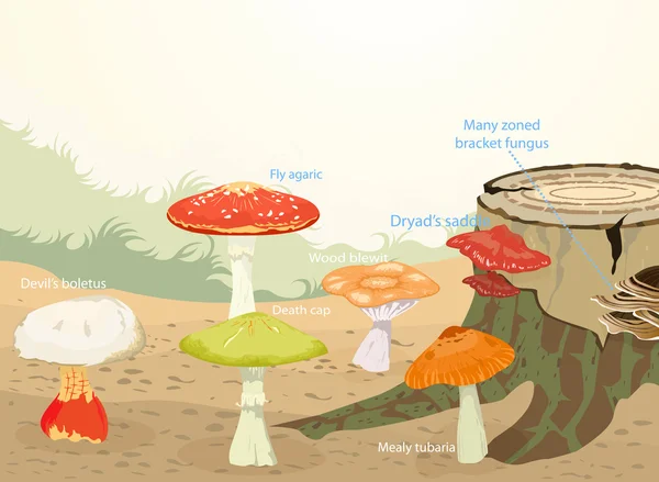 Types of Mushrooms — Stock Vector