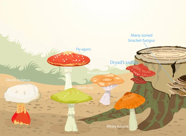 キノコの種類 — ストックベクタ