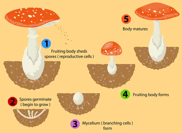 Ciclo de vida de hongos — Archivo Imágenes Vectoriales