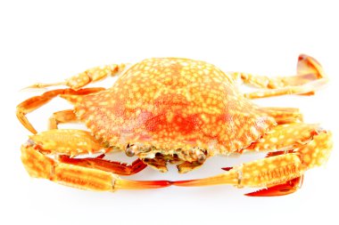 buharda pişmiş Yengeç