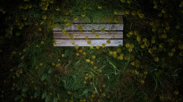Καθιστούν Θέα Υψηλής Γωνίας Πράσινο Γρασίδι Λουλούδια Άνθιση Νύχτα Σκηνή — Φωτογραφία Αρχείου