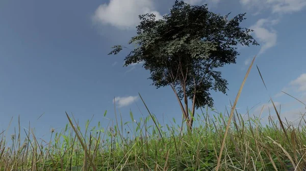 3D渲染树与蓝天自然景观墙纸背景的对比 — 图库照片