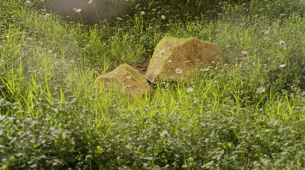 Maken Groen Gras Natuurlijke Integriteit Scène Behang Achtergronden — Stockfoto