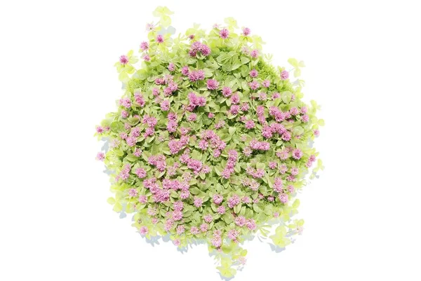 Render Blooming Pink Flowers Green Grass White Scene Wallpaper Backgrounds — Stock Photo, Image