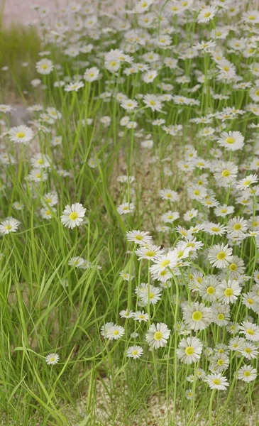 Blooming Season Nature Scene Rendering Plant Flowers Wallpaper Backgrounds — Stockfoto