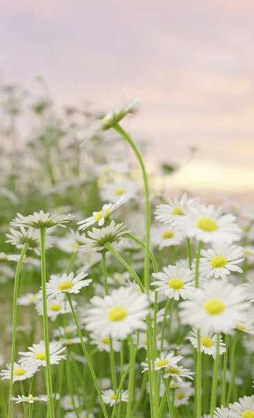 Full Bloom Seasonal Nature Landscape Scene Rendering Plant Flower Wallpaper — Stockfoto