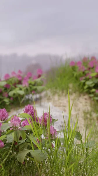 Close Purple Flowers Blooming Grass Sand Dunes Rendering Wallpaper Backgrounds — Stockfoto