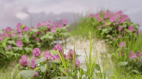 春天里盛开的全景3D渲染植物和自然墙纸背景 — 图库照片