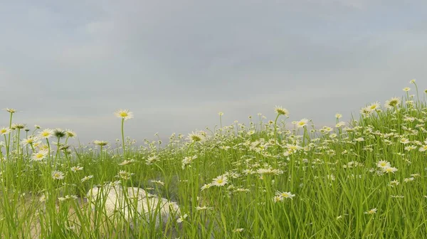 Trawa Kwiaty Pole Natura Krajobraz Scena Renderowania Tapety Tła — Zdjęcie stockowe
